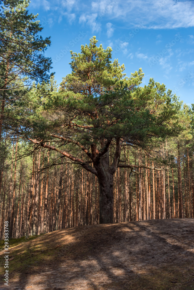 Fototapeta premium Autumn Forest Path with Yellow and Green Foliage in Northern Europe