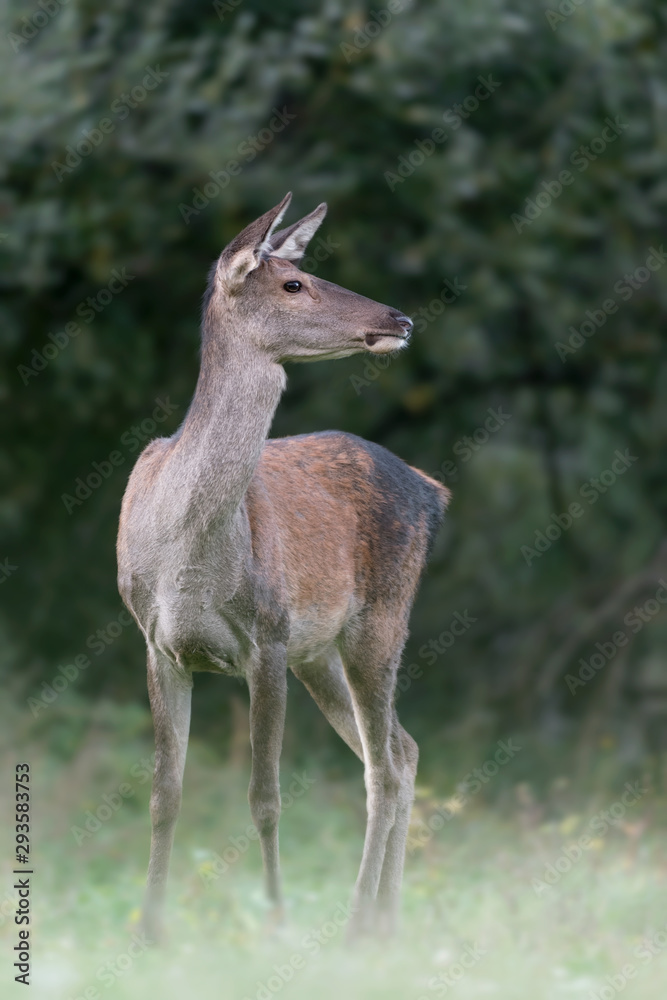 Portrait of beautiful female (Red deer, Cervus elaphus) Portrait of beautiful female (Red deer, Cervus elaphus)