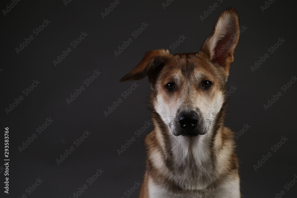 Cute ginger mongrel dog on a gray background in the studio