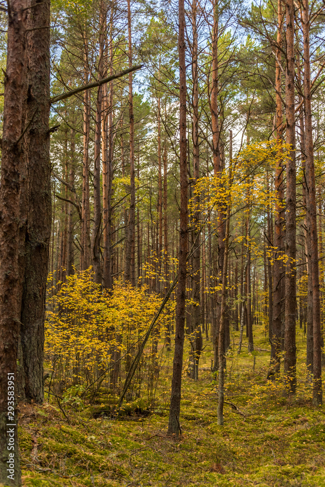 Autumn Forest Path with Yellow and Green Foliage in Northern Europe Autumn Forest Path with Yellow and Green Foliage in Northern Europe