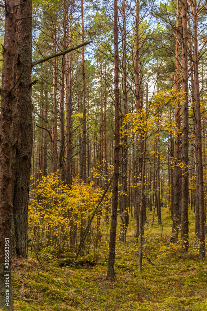 Autumn Forest Path with Yellow and Green Foliage in Northern Europe