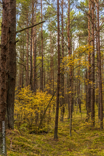 Autumn Forest Path with Yellow and Green Foliage in Northern Europe © JonShore