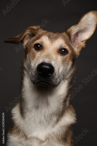 Cute ginger mongrel dog on a gray background in the studio