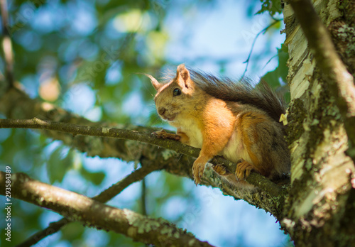 Little cute squirrel sitiing on a birch