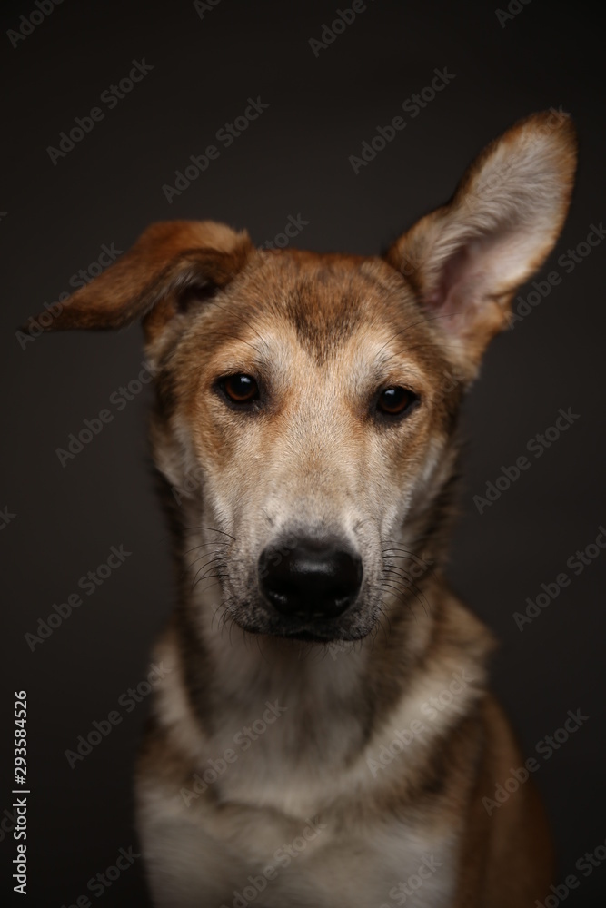 Cute ginger mongrel dog on a gray background in the studio Cute ginger mongrel dog on a gray background in the studio
