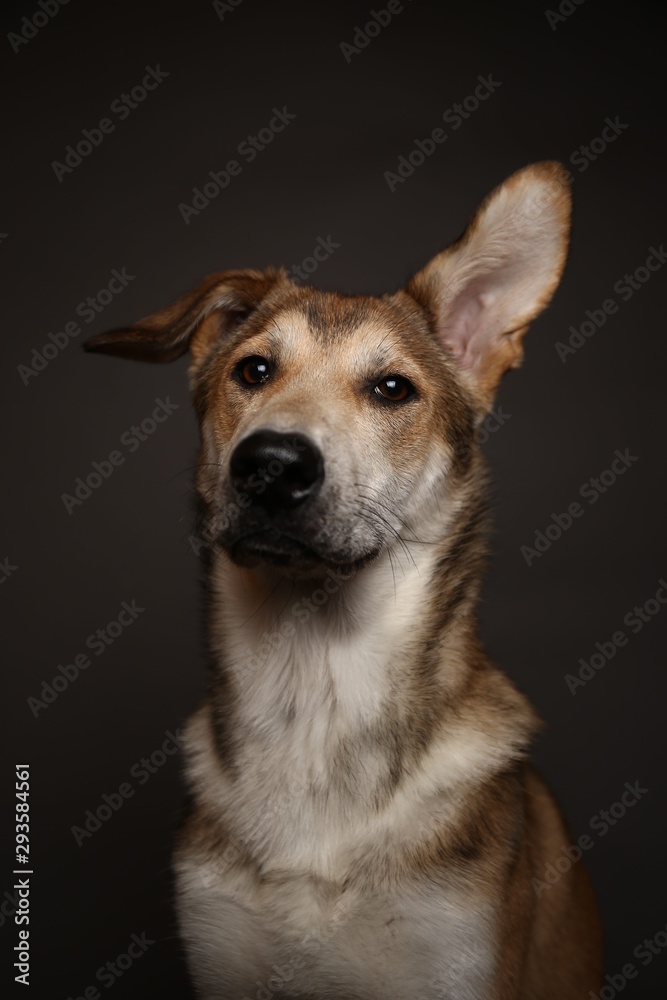 Fototapeta premium Cute ginger mongrel dog on a gray background in the studio