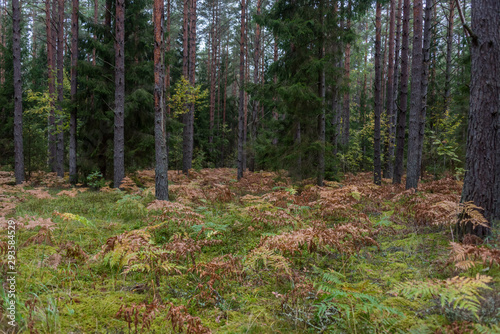 Autumn Forest Path with Yellow and Green Foliage in Northern Europe © JonShore