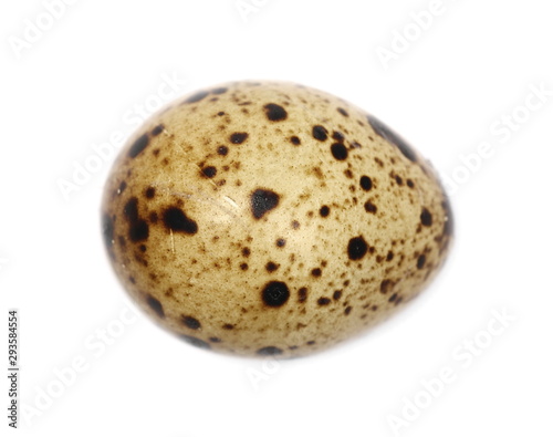 Quail egg isolated on white background, top view