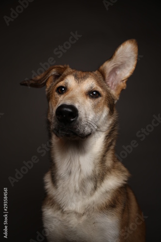 Cute ginger mongrel dog on a gray background in the studio