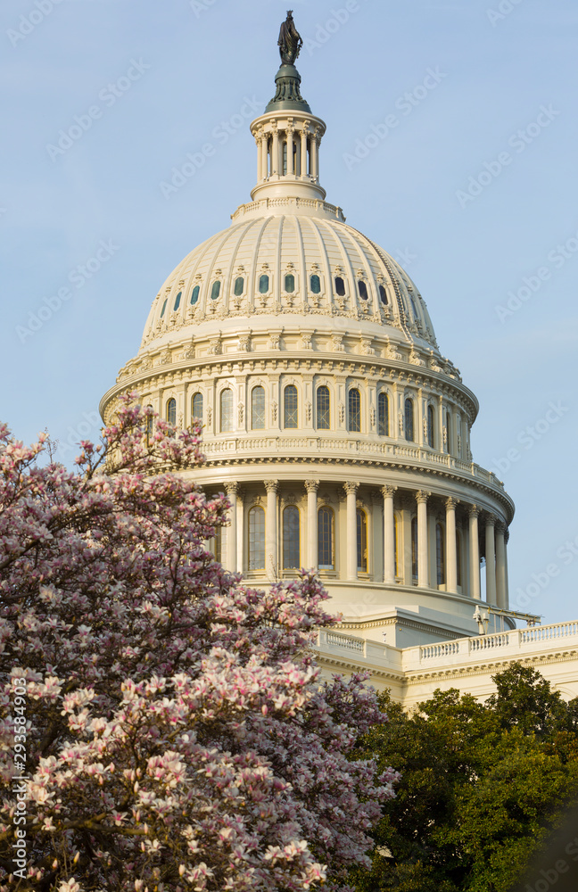 Obraz premium US Congress US Congress and apple blossoms