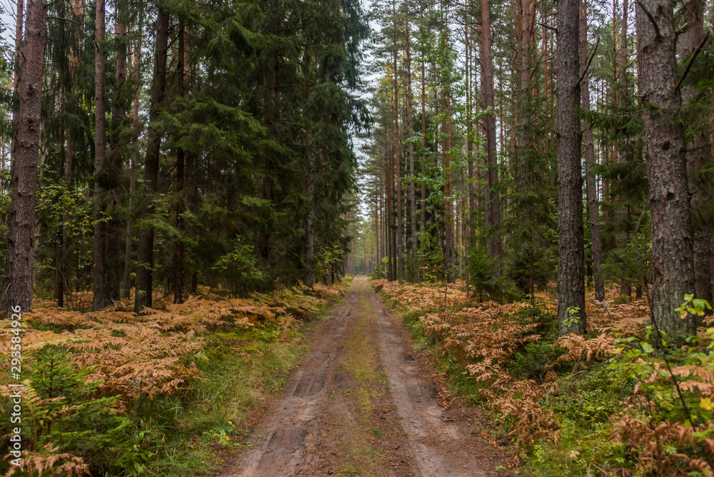 Autumn Forest Path with Yellow and Green Foliage in Northern Europe Autumn Forest Path with Yellow and Green Foliage in Northern Europe