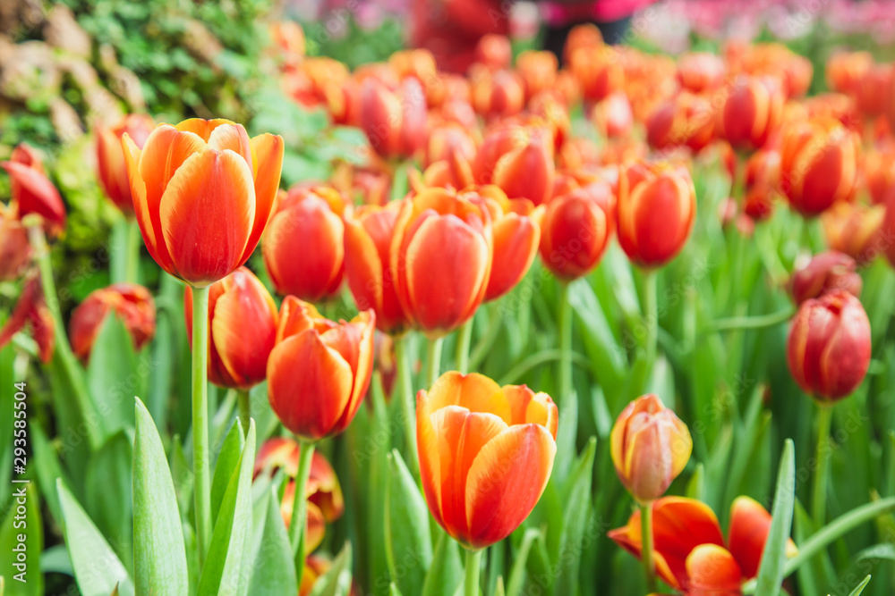 Tulip flowers  in garden nature background