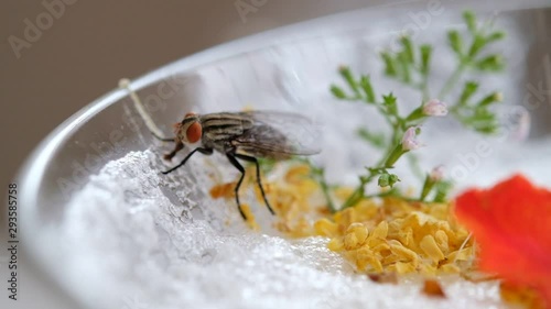 flies swarm on food, dirty food can not eat