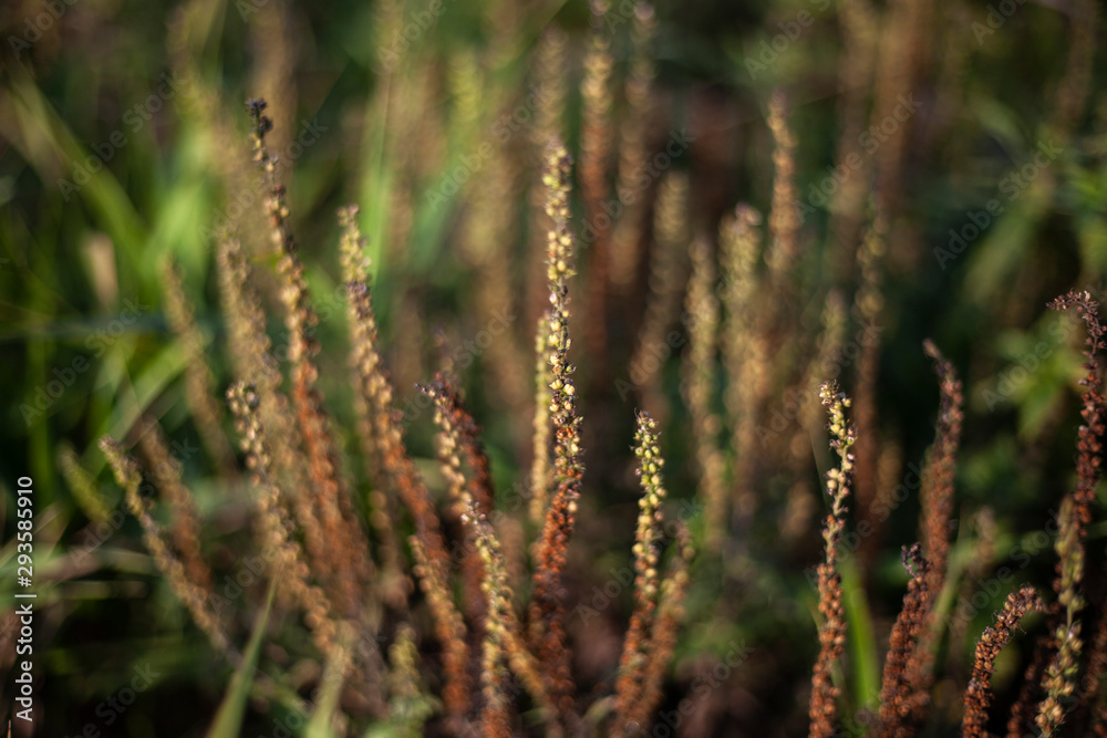 Natural background vegetation. Green plants in the summer....