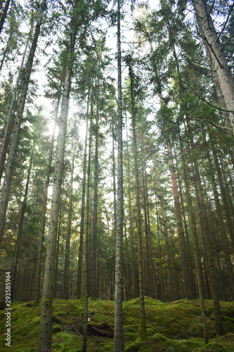 High trees silhouette in forest