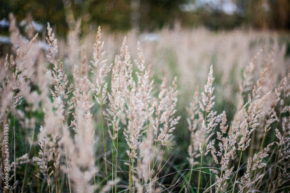 Natural background vegetation. Green plants in the summer....