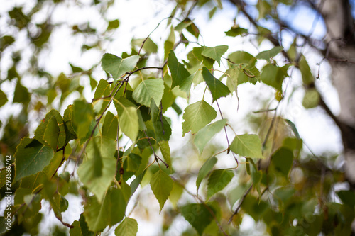 Natural background vegetation. Green plants in the summer....
