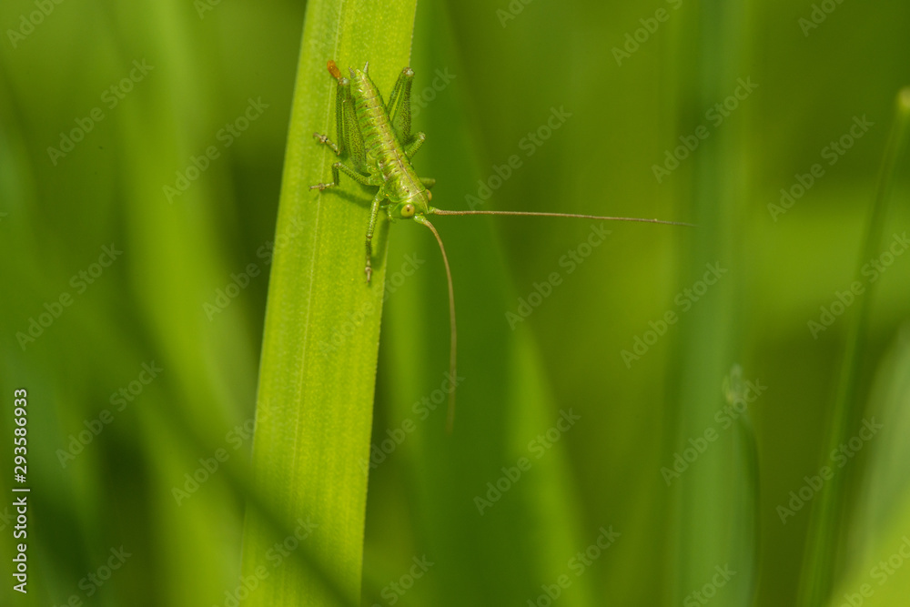 grasshopper on green grass grasshopper on green grass