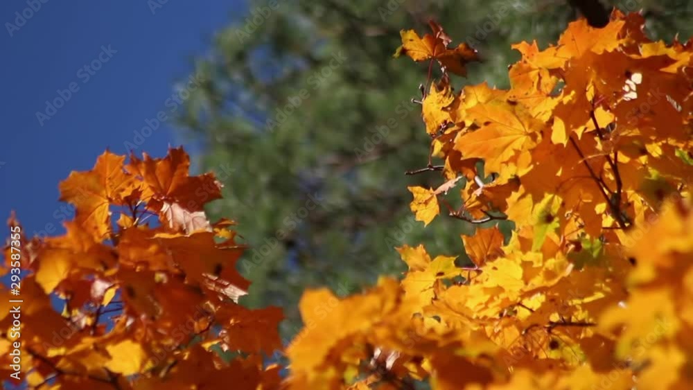 Beautiful autumn leaves develop on a vert. Golden time. Leisure park. Nature dresses trees in beautiful outfits.