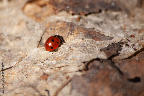 Ladybug crawls on dry foliage. Beautiful and simple background with an insect. Red insect is walking along the leaves.