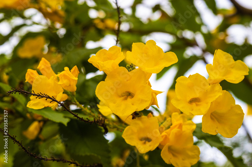 Flower yellow color with details