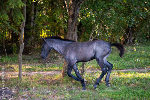A foal of a dark color with a purple tint. Frisky foal runs through the forest. Side view of an ungulate animal. Little horse on the farm.