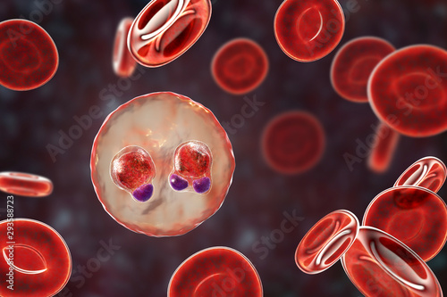 The malaria-infected red blood cells. 3D illustration showing ring-form trophozoites of malaria parasite Plasmodium falciparum inside red blood cells, the causative agent of tropical malaria photo