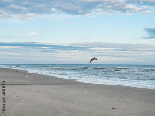 Bird flying over Dutch Wadden Sea coastline