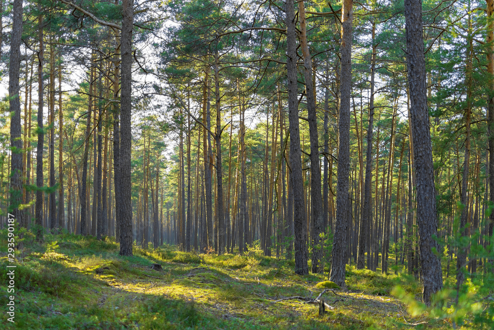 Obraz premium Sunlight game in the forest