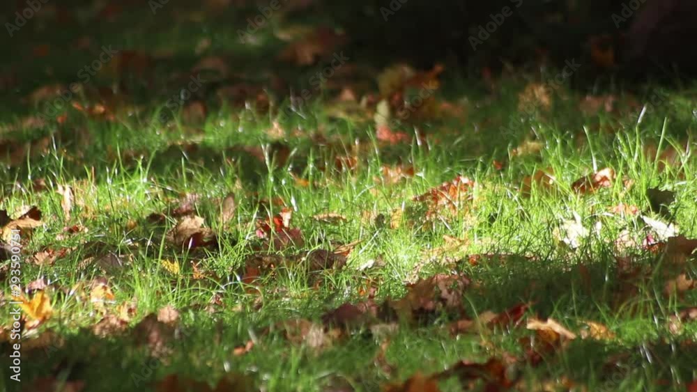 Beautiful view of autumn grass in a sunny park. Last warm days. Nostalgic mood