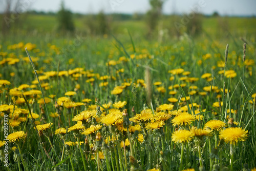 yellow coltsfoot on a field with green grass