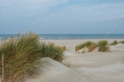 Grassy dunes on the island of Terschelling