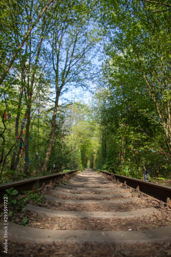 Single-track railway line in forest