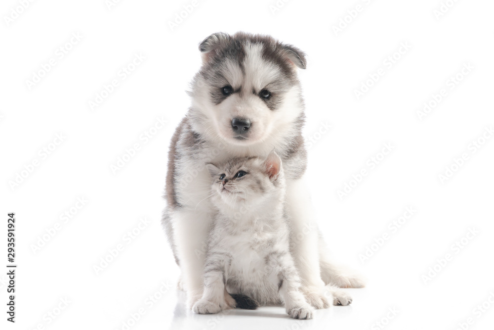 Fototapeta premium Cute siberian husky puppy cuddling cute kitten on white background isolated