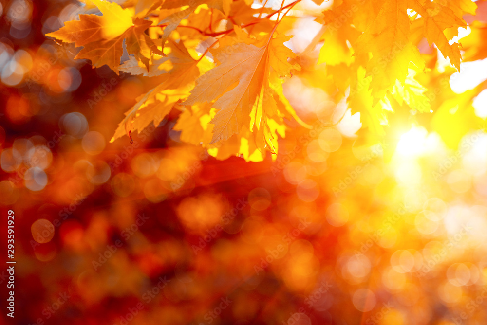 Maple leaves on tree against sun beams and bokeh. Autumn fall background. Colorful foliage.