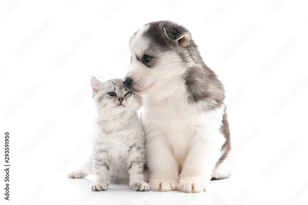 Cute siberian husky puppy  kissing cute kitten on white background
