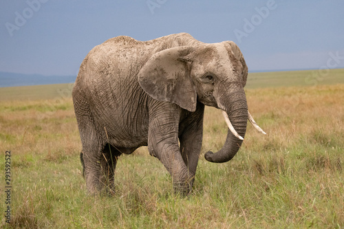 side profile of an African elephant in the Masai Mara