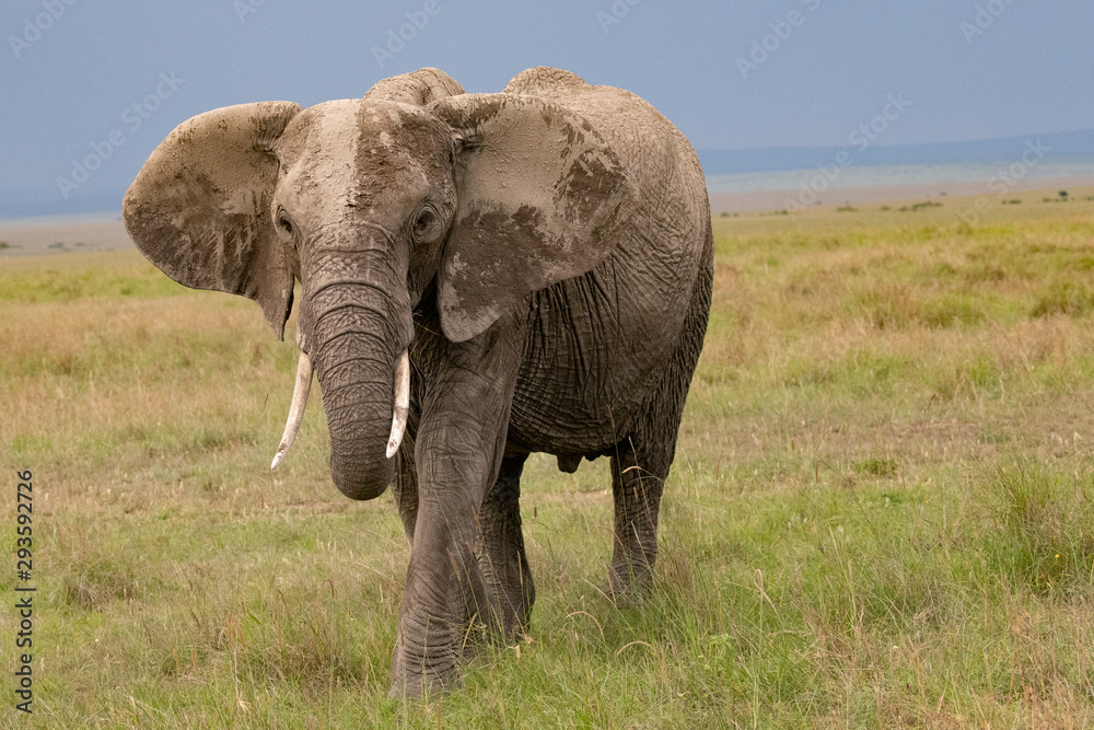 African elephant in kenya