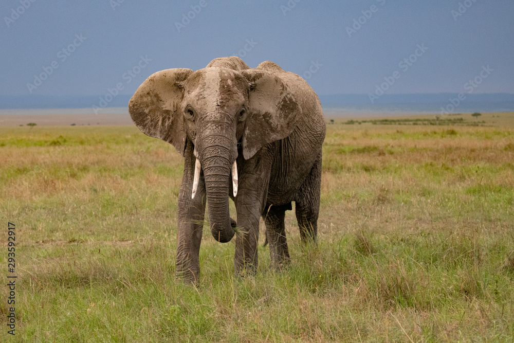 African elephant in kenya