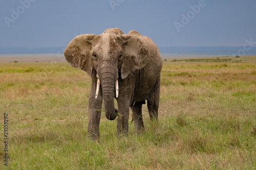 African elephant in kenya