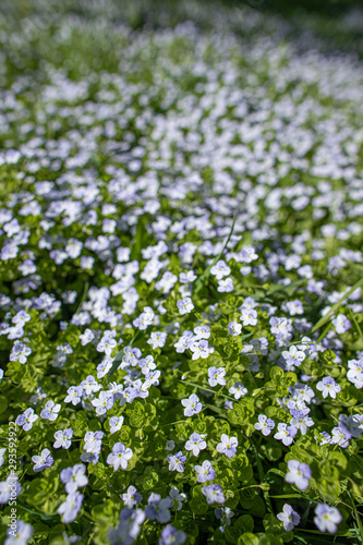 White wildflowers on blurred background with bokeh
