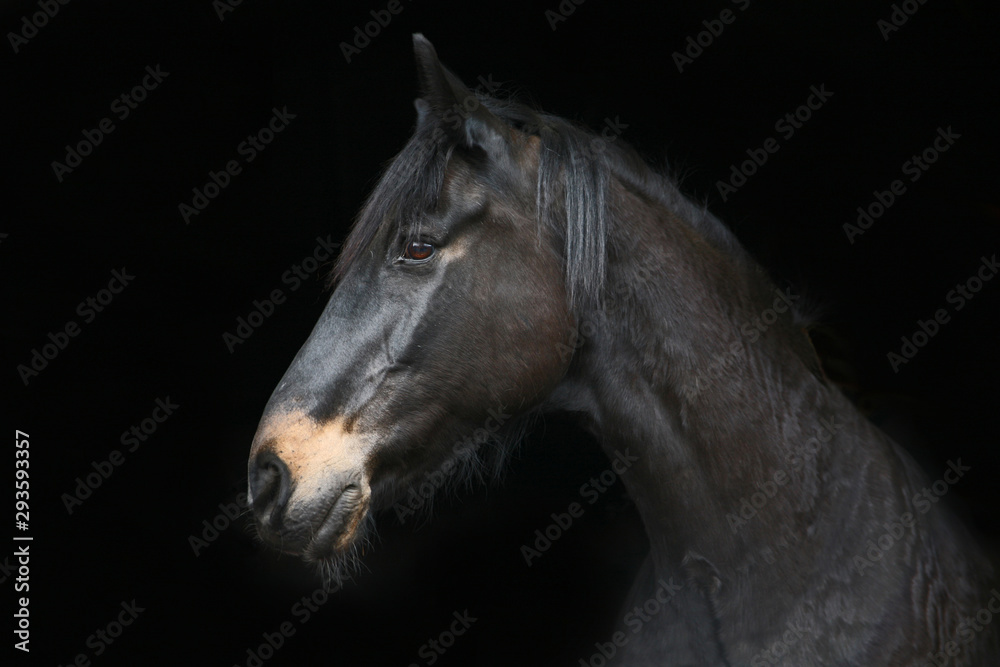 Profile portrait of a horse against a black background Profile portrait of a horse against a black background