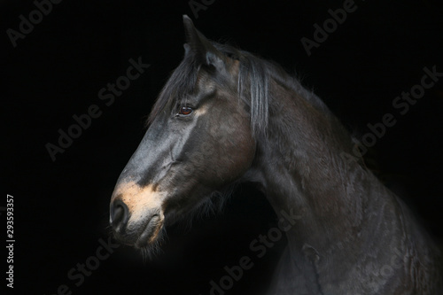Profile portrait of a horse against a black background