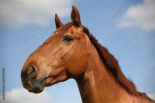 Portrait of a horse without bridle