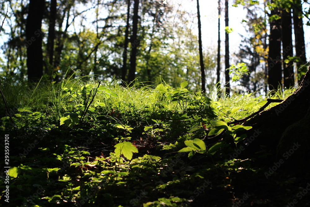 Fototapeta premium morning in the forest