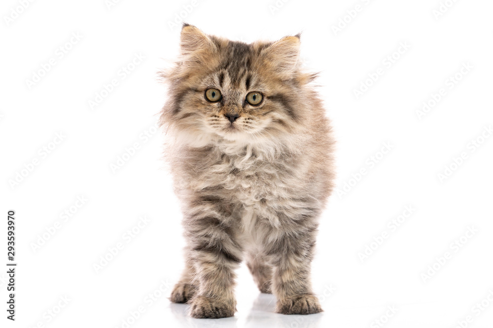 kitten cat standing and looking on white background,isolated