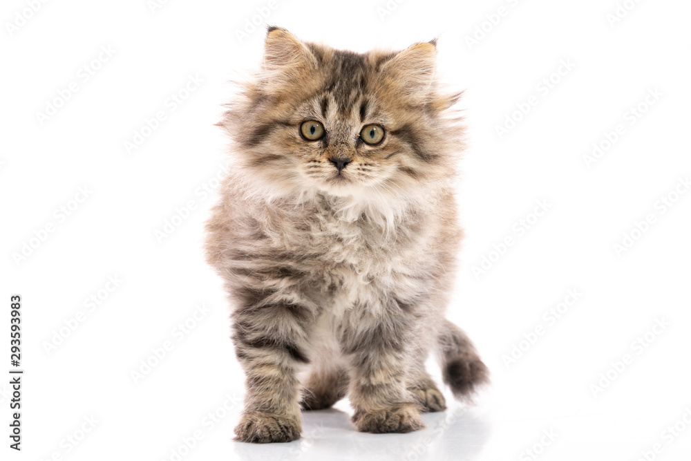 kitten cat standing and looking on white background,isolated