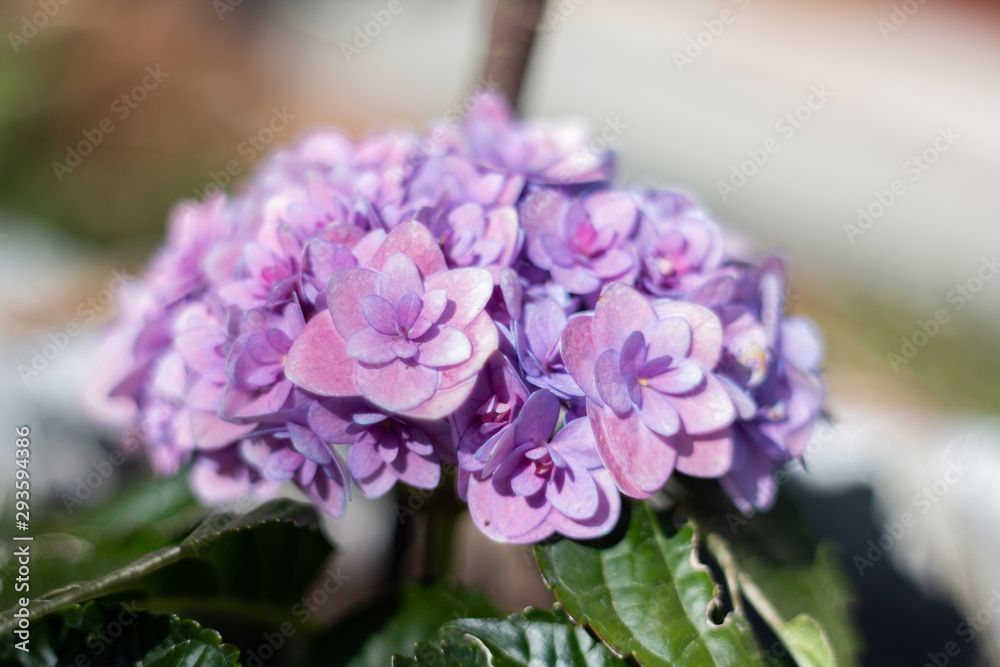 Obraz premium Hortensie