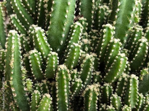 closeup of cactus plant as a background