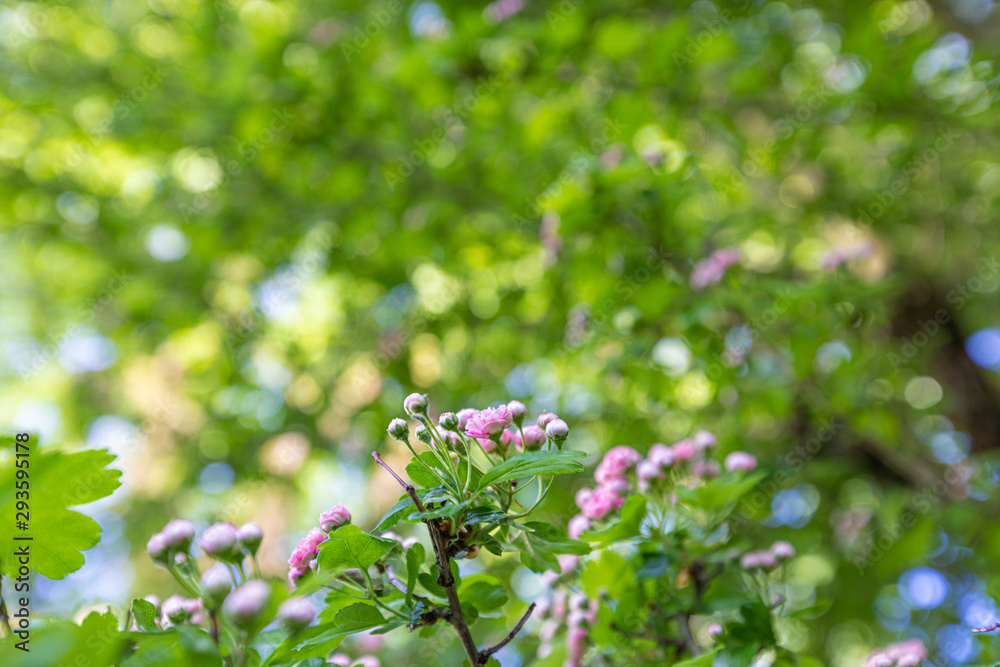 Fototapeta premium White wildflowers on blurred background with bokeh